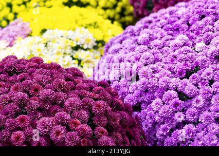 Blumensträuße mit verschiedenen Chrysanthemen zum Verkauf im Blumenladen. Draufsicht im Hintergrund mit Blumenmuster. Stockfoto