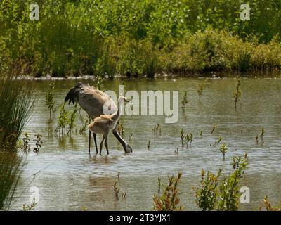 Elternteil und Küken, die in einem Sumpfbecken auf der Suche sind, Slimbridge, Gloucestershire, Großbritannien, Juni. Stockfoto