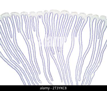 Pilzkappe mit Lamellen, Agarpilz, Querschnitt, 20-facher Lichtmikrograph. Gefärbte Kappe und Kiemen, Querschnitt unter dem Lichtmikroskop. Stockfoto