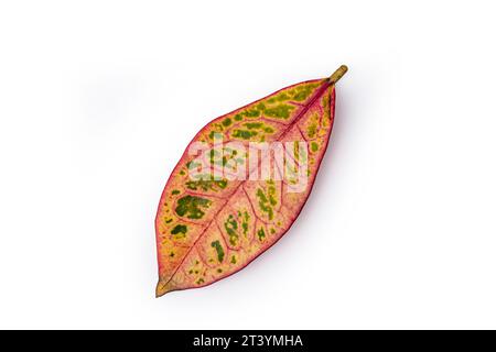 Blatt von der Crotonblume im Innenbereich auf weißem Hintergrund Nahaufnahme Stockfoto