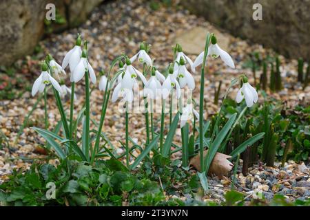 Galanthus nivalis Straffan, Schneeglöckchen Straffan, Schneeglöckchen in der Blüte im Spätwinter Stockfoto