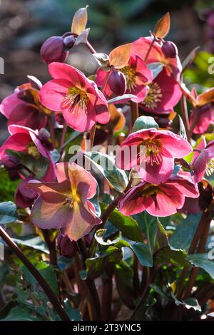 HELLEBORUS Anna's Red, Frostkiss Series, Rodney Davey Mararbled Group, Helleborus Abcrd02 Stockfoto