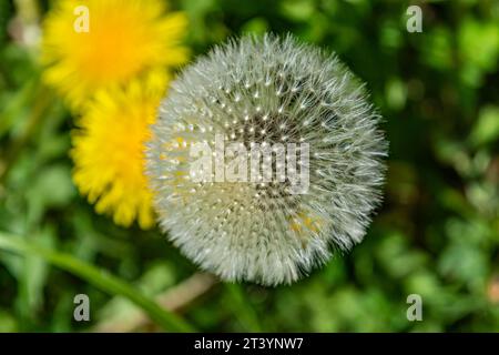 löwenzahn auf dem Hintergrund von grünem Gras Effekt Bokeh Ansicht von oben Stockfoto