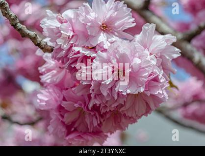 Close-up mit Bokeh-Effekt in rosa Sakura Stockfoto
