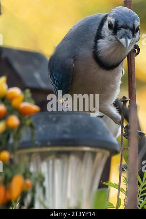 Ein Bluejay auf dem Hinterhof-Deck Stockfoto