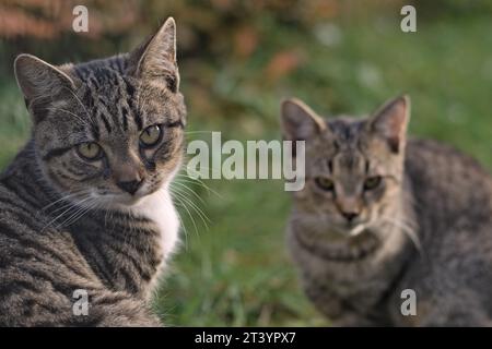 Zwei mürrische Katzen Porträt. Das Foto hat sie gestört und sie mögen es nicht. Felis catus. Stockfoto