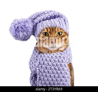 Bengalische Katze in einem warmen Strickmütze und Schal auf weißem Hintergrund. Katze in Kleidung isoliert. Stockfoto