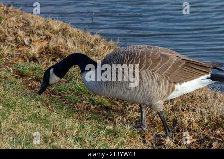 Dieses Foto zeigt eine Kanadas-Gans an einem Wintermorgen. Kanadagänse sind große Wildgänse mit schwarzem Kopf und Hals und weißen Wangen. Stockfoto