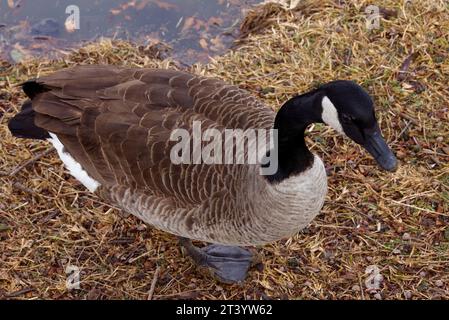 Dieses Foto zeigt eine Kanadas-Gans an einem Wintermorgen. Kanadagänse sind große Wildgänse mit schwarzem Kopf und Hals und weißen Wangen. Stockfoto