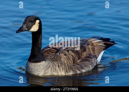 Dieses Foto zeigt eine Kanadas-Gans an einem Wintermorgen. Kanadagänse sind große Wildgänse mit schwarzem Kopf und Hals und weißen Wangen. Stockfoto