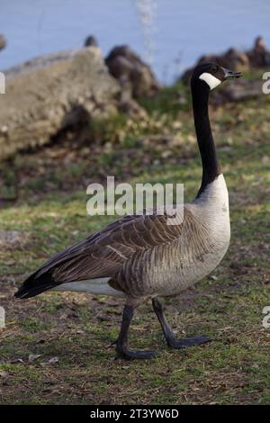 Dieses Foto zeigt eine Kanadas-Gans an einem Wintermorgen. Kanadagänse sind große Wildgänse mit schwarzem Kopf und Hals und weißen Wangen. Stockfoto