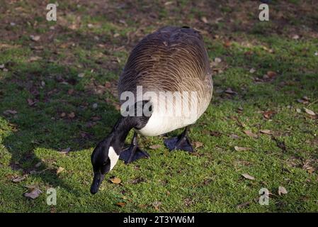 Dieses Foto zeigt eine Kanadas-Gans an einem Wintermorgen. Kanadagänse sind große Wildgänse mit schwarzem Kopf und Hals und weißen Wangen. Stockfoto