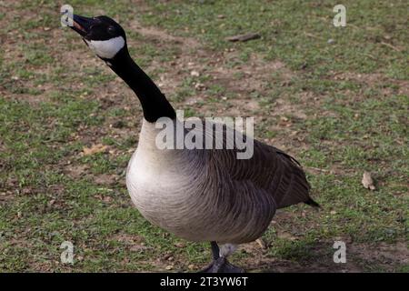 Dieses Foto zeigt eine Kanadas-Gans an einem Wintermorgen. Kanadagänse sind große Wildgänse mit schwarzem Kopf und Hals und weißen Wangen. Stockfoto