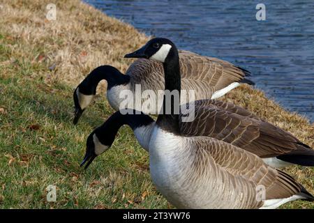 Dieses Foto zeigt drei Kanadiengänse an einem Wintermorgen. Kanadagänse sind große Wildgänse mit schwarzem Kopf und Hals und weißen Wangen. Stockfoto