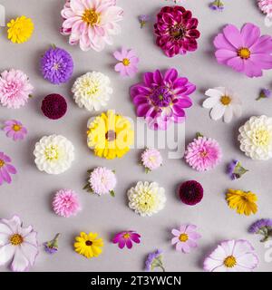Farbenfroher Herbsthintergrund mit Blumen Astern, Dahlien, Ringelblumen. Grußkarte mit Blumenmuster. Trendiges Dekorationsdesign in der Natur. Flache Lagen. Stockfoto