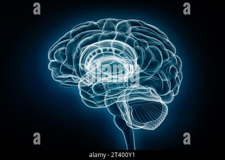 Röntgenprofilansicht der 3D-Darstellung des gesamten Gehirns. Anatomie des menschlichen Körpers und des Nervensystems, Medizin, Gesundheitswesen, Biologie, Wissenschaft, Neurosci Stockfoto
