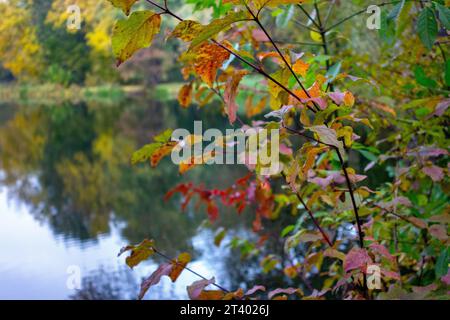 Farbenfroher Herbst rund um den Teich, Herbstteich Stockfoto