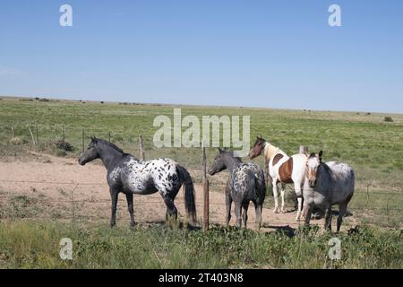 Gruppe indianischer Ponypferde auf dem Bauernhof in der Prärie von Kansas Stockfoto