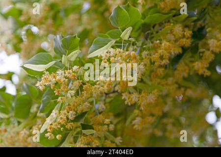Tilia cordata (kleinblättrige Linde, gelegentlich kleine Laublinde oder kleinblättrige Linde) ist eine Art von Tilia, die in weiten Teilen Europas beheimatet ist. Stockfoto
