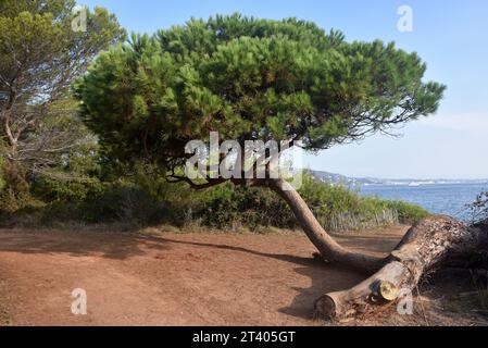 Frankreich, die französische riviera, die Ile Sainte Marguerite, obwohl dieser Baum von einem Sturm heimgewürzt wurde, kann er als Symbol der Widerstandsfähigkeit gesehen werden. Stockfoto