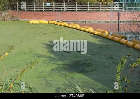 Taplow, Großbritannien. Oktober 2023. Heute gab es eine große Menge weißen Schaum auf dem Jubilee River in Taplow, Buckinghamshire. Der Jubilee River ist ein von Menschenhand geschaffenes Hochwasserschutzsystem, das von der Umweltbehörde verwaltet wird und bei starkem Regen überschüssiges Wasser aufnimmt und so dazu beiträgt, Windsor, Maidenhead und Dorney vor Überschwemmungen zu schützen. Pflanzenschutt, brauner Schlamm und Entengras haben sich hinter dem gelben Bummel am Wehr zurückgebildet, aber im eigentlichen Wehr am Jubliee River und danach gab es viel mehr weißen Schaum als sonst auf der Oberfläche des Flusses heute. Es ist möglich, dass dies der Fall ist Stockfoto