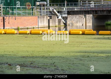 Taplow, Großbritannien. Oktober 2023. Heute gab es eine große Menge weißen Schaum auf dem Jubilee River in Taplow, Buckinghamshire. Der Jubilee River ist ein von Menschenhand geschaffenes Hochwasserschutzsystem, das von der Umweltbehörde verwaltet wird und bei starkem Regen überschüssiges Wasser aufnimmt und so dazu beiträgt, Windsor, Maidenhead und Dorney vor Überschwemmungen zu schützen. Pflanzenschutt, brauner Schlamm und Entengras haben sich hinter dem gelben Bummel am Wehr zurückgebildet, aber im eigentlichen Wehr am Jubliee River und danach gab es viel mehr weißen Schaum als sonst auf der Oberfläche des Flusses heute. Es ist möglich, dass dies der Fall ist Stockfoto