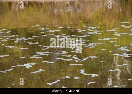 Taplow, Großbritannien. Oktober 2023. Heute gab es eine große Menge weißen Schaum auf dem Jubilee River in Taplow, Buckinghamshire. Der Jubilee River ist ein von Menschenhand geschaffenes Hochwasserschutzsystem, das von der Umweltbehörde verwaltet wird und bei starkem Regen überschüssiges Wasser aufnimmt und so dazu beiträgt, Windsor, Maidenhead und Dorney vor Überschwemmungen zu schützen. Pflanzenschutt, brauner Schlamm und Entengras haben sich hinter dem gelben Bummel am Wehr zurückgebildet, aber im eigentlichen Wehr am Jubliee River und danach gab es viel mehr weißen Schaum als sonst auf der Oberfläche des Flusses heute. Es ist möglich, dass dies der Fall ist Stockfoto