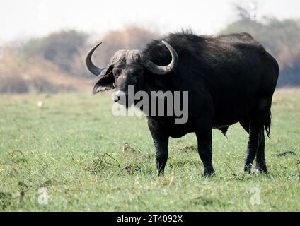 Cape Buffalo, African Buffalo, Kaffernbüffel, Buffle d'Afrique, Syncerus Caffer Caffer, Kafferbivaly, Chobe Nationalpark, Botswana, Afrika Stockfoto