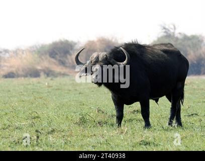 Cape Buffalo, African Buffalo, Kaffernbüffel, Buffle d'Afrique, Syncerus Caffer Caffer, Kafferbivaly, Chobe Nationalpark, Botswana, Afrika Stockfoto