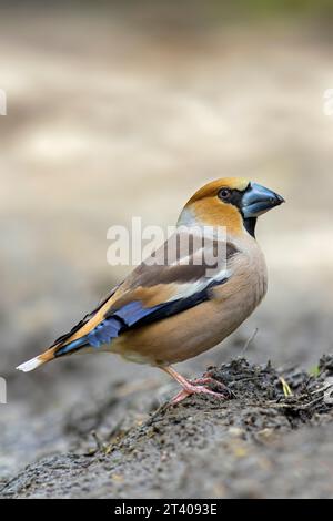 Hawfinch (Coccothraustes coccothraustes) männlich Stockfoto