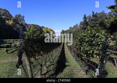 Harmony Vineyards Winery Head of the Harbor Long Island NY Stockfoto