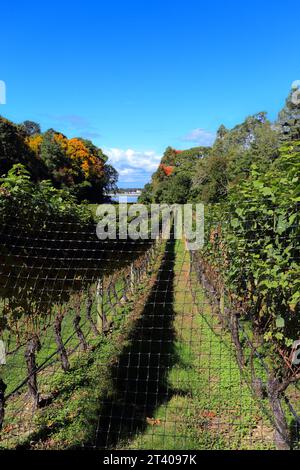 Harmony Vineyards Head of the Harbor Long Island NY Stockfoto