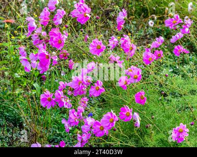 Großes Ackerfeld von Cosmos-Pflanzen in voller Blüte - Indre (36), Frankreich. Stockfoto