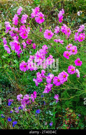 Großes Ackerfeld von Cosmos-Pflanzen in voller Blüte - Indre (36), Frankreich. Stockfoto