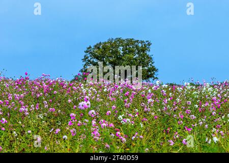 Großes Ackerfeld von Cosmos-Pflanzen in voller Blüte - Indre (36), Frankreich. Stockfoto