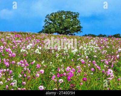 Großes Ackerfeld von Cosmos-Pflanzen in voller Blüte - Indre (36), Frankreich. Stockfoto