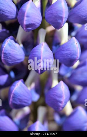 Nahaufnahme einer blauen Lupine, die kurz vor der Blüte steht. Stockfoto