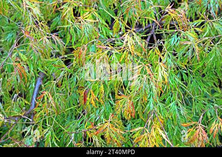 Fächerahorn im späten Herbst Herbstblätter einer gelbgrünen Farbvariante des Fächerahorn im Regen *** Fächerahorn im Spätherbst Blätter einer gelbgrünen Farbvariante des Fächerahorn im Regen Credit: Imago/Alamy Live News Stockfoto