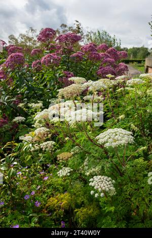 Selinum Wallichianum und Eupatorium Purpureum in Grenzen bei RHS Bridgewater, Worsley, Manchester, England. Stockfoto