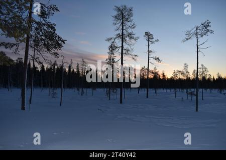 Forêt en Laponie Stockfoto