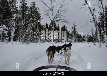 Kurs à Chien de Traineaux en Laponie Stockfoto