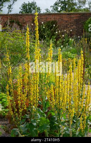 Hohes gelbes Verbasum in einem englischen ummauerten Garten im Hochsommer. Stockfoto