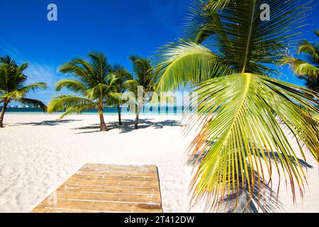 Kokospalmen wachsen an einem tropischen isolierten weißen Sandstrand mit azurblauem Meer. Ein beliebtes Touristenziel. Punta Cana, Dominikanische Republik Stockfoto