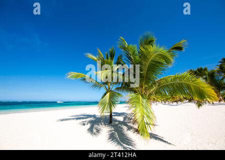 Zwei Palmen wachsen an einem tropischen Strand. Urlaub im Paradies. Türkisfarbenes Wasser im atlantik, klarer blauer Himmel und weißer Sand. Stockfoto