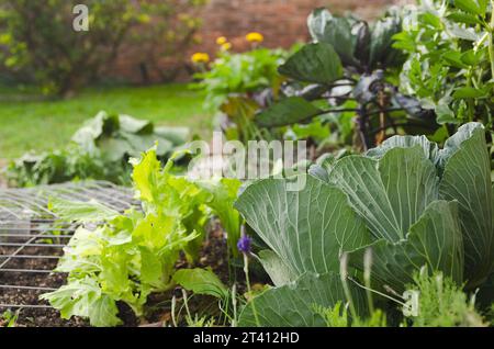 Bio-Gemüsegarten mit grünen Pflanzen und Blumen, die im Boden wachsen. Stockfoto