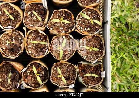 Gartenarbeit mit recyceltem Material. Setzlinge in Töpfen aus Zeitungsblättern. Draufsicht. Stockfoto