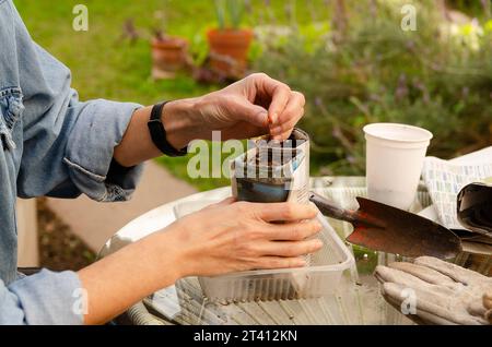 Gartenarbeit mit recyceltem Material. Eine Frau, die Samen in Töpfen aus Zeitungsblättern im Garten sät. Stockfoto