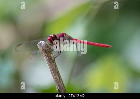 Eine Nahaufnahme einer roten Libelle auf einem Ast, umgeben von grünen Blättern. Die rote Libelle (Sympetrum striolatum) ist eine Libelle aus dem L Stockfoto