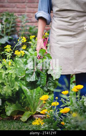 Eine junge Frau, die einen Haufen Rote Bete-Blätter in einem städtischen Garten mit Blumen hält. Stockfoto