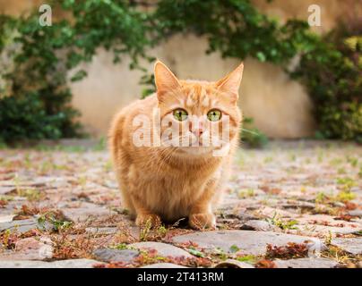 Eine überraschte rote Katze mit grünen Augen sieht draußen in die Kamera. Wer ist hier? Stockfoto